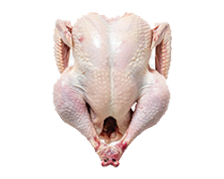 CHICKEN BROILER